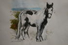 Northumberland Horse